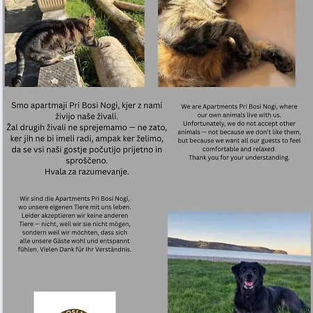 Appartamento Apartmaji Pri Bosi Nogi Izola